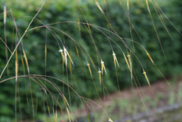 Stipa giganteaVedergras bestellen